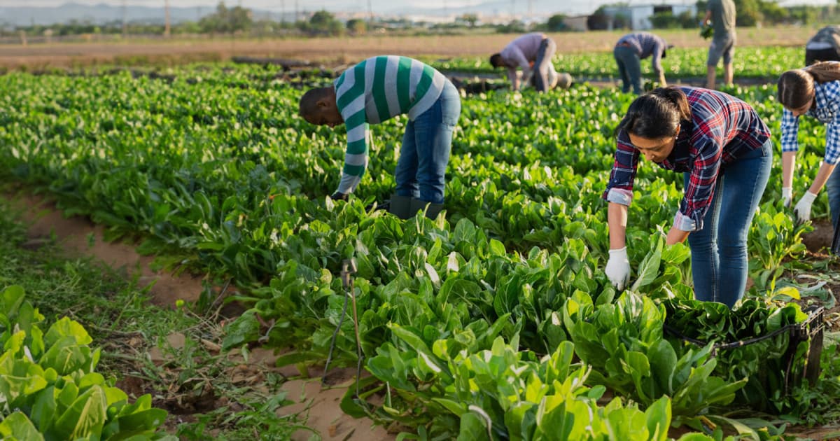 Solución De Supervisión De Mano De Obra Con El Gh5200 Para La Agricultura